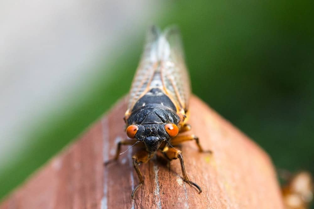 How to Overcome a Fear of Cicadas with Hypnosis NYC