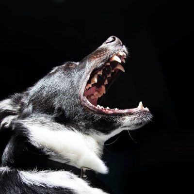 Overcome a Fear of Dogs Hypnosis MP3