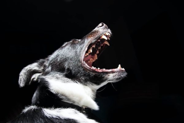 Overcome a Fear of Dogs Hypnosis MP3