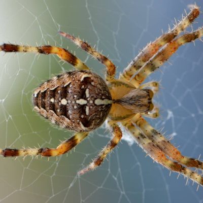 Overcome a Fear of Spiders Hypnosis Download MP3