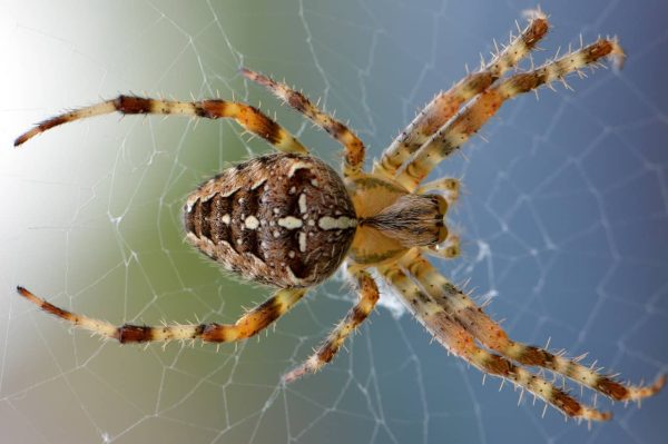 Overcome a Fear of Spiders Hypnosis Download MP3