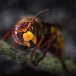 Overcome a Fear of Wasps hypnosis MP3