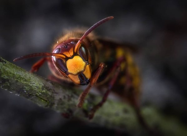 Overcome a Fear of Wasps hypnosis MP3