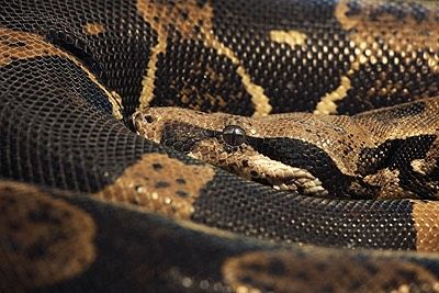 NYC_Fear_of_Snakes_Hypnosis_New_York Hypnotherapy NYC for Fear of Snakes Hypnosis New York
